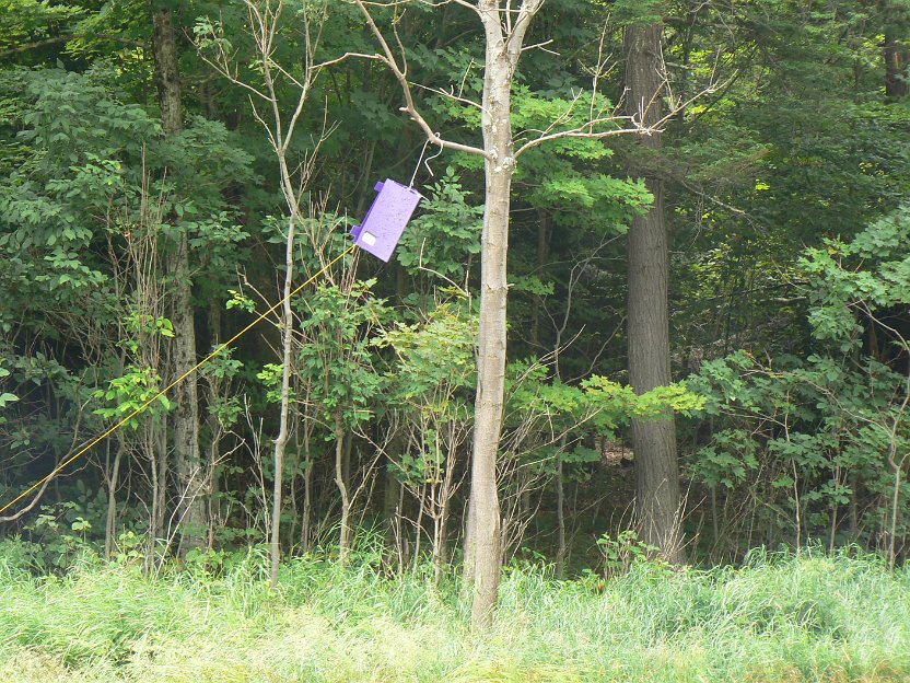 071-Emerald Ash Borer trap.jpg